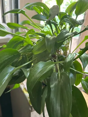 Drimiopsis — xona o‘simligi 1