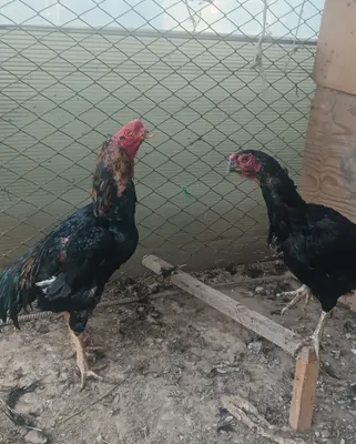 Hoʻrozglar sotiladi 1