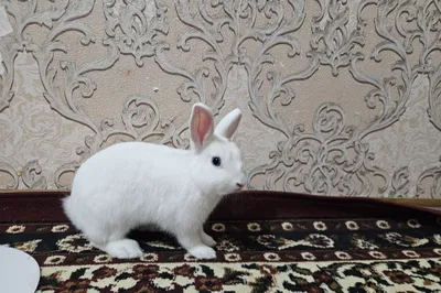 Продаётся карликовый кролик 1
