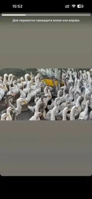 Ordak gozlar sotiladi optomiga arzon 1