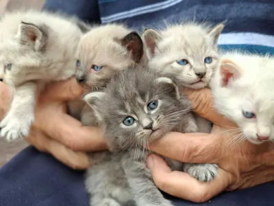 Продаются котята сиамской кошки