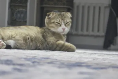 Породистая кошка Флот 1