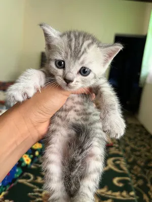 Продаются котята шиншиллы 1