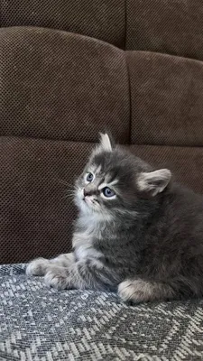 Котята шотландские 1