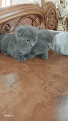 Скоттиш-фолд, 2,5 месяца 1