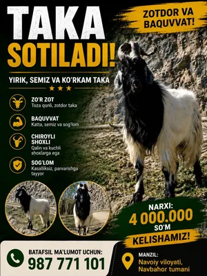 Avgʻon taka sotiladi 1