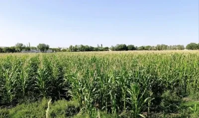 Makka Silos sotiladi 1