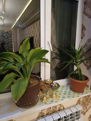 Продаём комнатные цветы 1