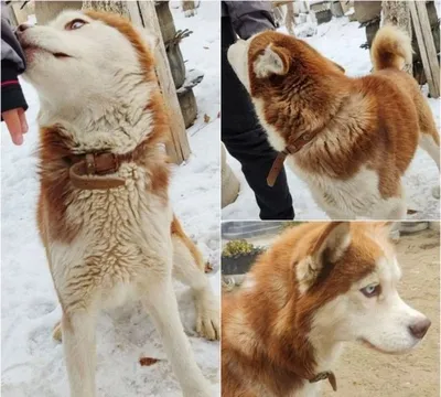 Срочно Продается Хаски Самка 1