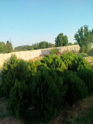 Есть туи 1
