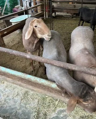 Продаются бараны 1