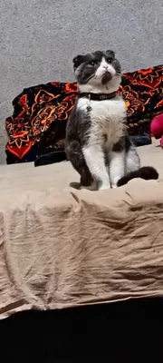 Продаётся молодой кот, отдам недорого 1