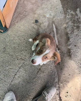 Корги собака домашняя