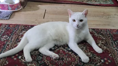 Кошка,Девочка,1,8месяц домашний Белой 1