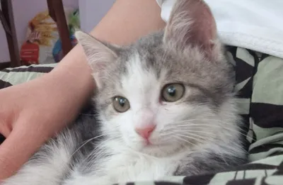 Jinsiy tola Klitoris holati fotosurati