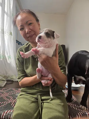 Staffordshir teriyeri va pitbul kuchukchalari 4
