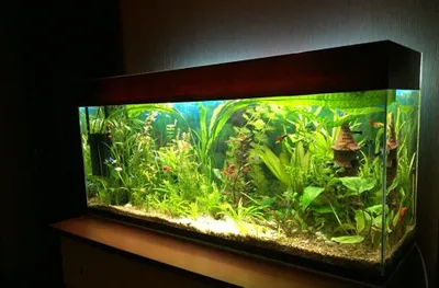 200 litrli akvarium