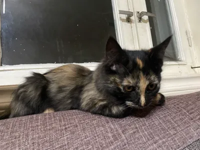 Котёнок 1