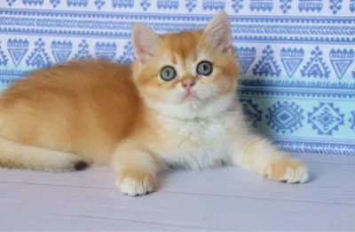 U etagini kotarib, mushukini korsatadi.