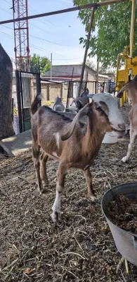 Продаётся козочка 1