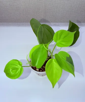 Filodendron, xona o‘simliklari 1