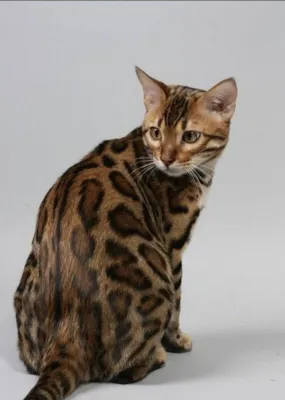 Продаётся бенгальский кот