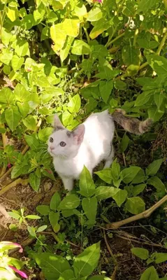 Котенок в доьрые руки 1