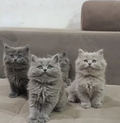 Британские котята серые и лиловые 1
