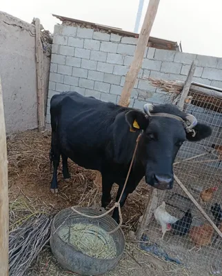 2 телёнка, крупный рогатый скот 1