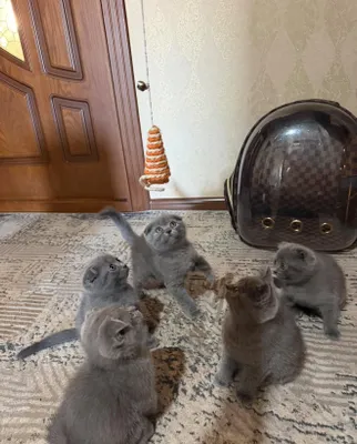 Abdghgdf hhdvbdhsj 1
