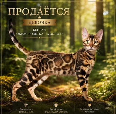 Бенгальские кошечки молодые 1