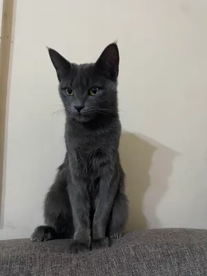 Кошка 1