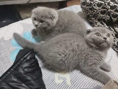 Zudlik bilan scottish fold mushukchalarini sotaman