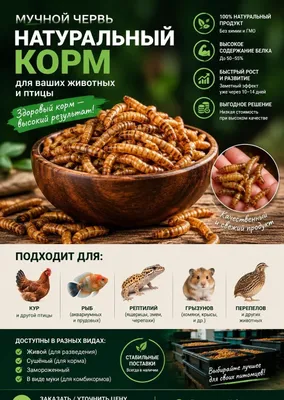 Продаются мучные черви