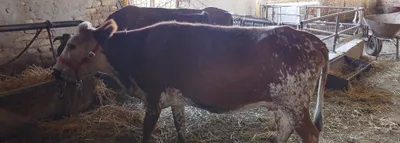 Buğoz sigir sotiladi kafolati bilan 1
