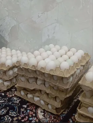 Утиные и гусиные яйца. Продаются 1