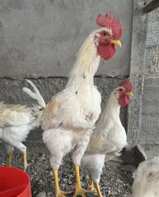 .Xoroz sotiladi Lomonsin5oylik. 1