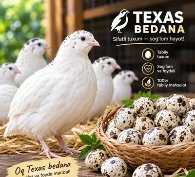 Texas bedana tuxumlari
