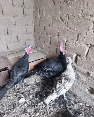 1 yoshli uy kurkalari. 1