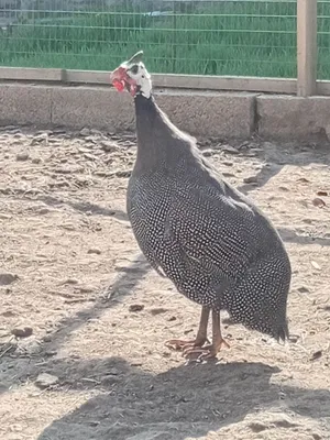Продаётся здоровый самец соболя 1