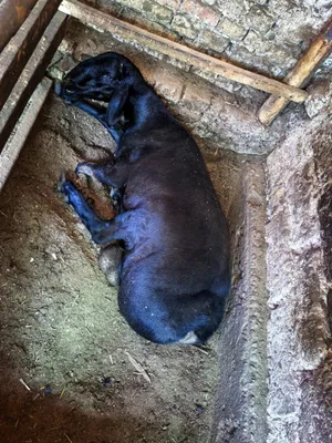 qochqorlar 70 kg+ 80kg+ . Namangan. 1