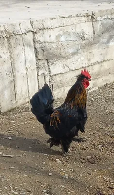 Продаются петухи 1