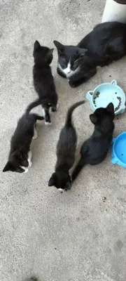 Здравствуйте Котёнок даром 1