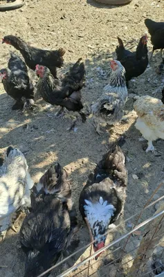 В Черняевке продаются породистые куры 1