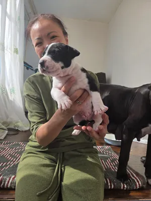 Staffordshir teriyeri va pitbul kuchukchalari 2