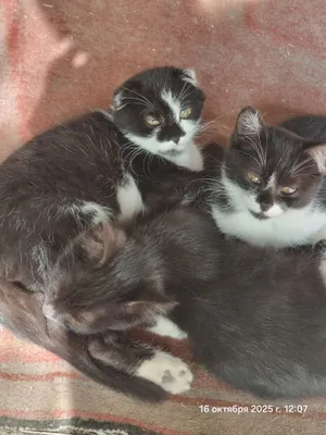 Rasmlarda jinsiy aloqa va sevgi