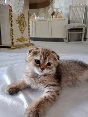 Кошка 1