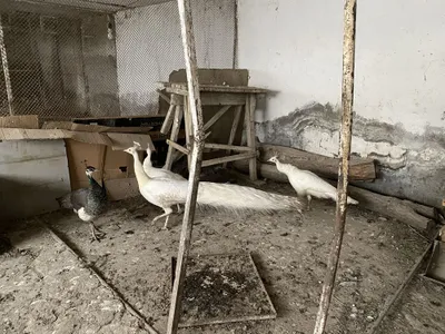 Ок товуслар сотилади 1