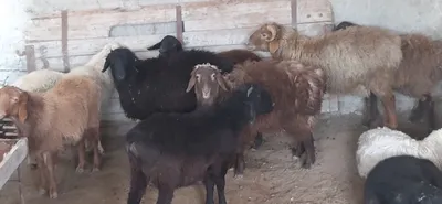 Продаются бараны