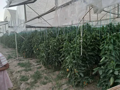 qishloq xojaligi maxsulotlari 1
